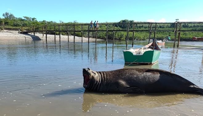  Gigante dos mares escolhe Mucuri para descansar e mobiliza curiosos na Praia do Sossego