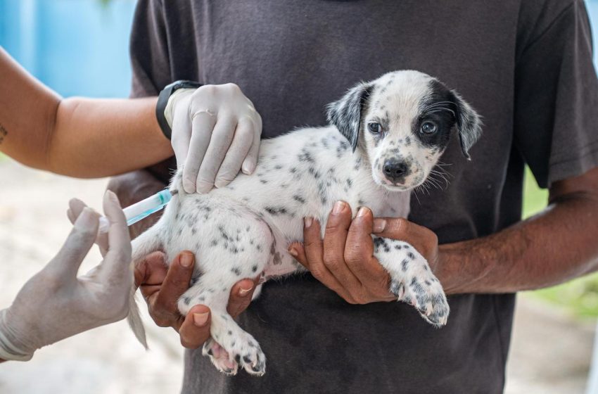 Prefeitura divulga cronograma de vacinação antirrábica animal em Teixeira de Freitas